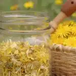 A jar of homemade dandelion flower jelly on a wooden table.
