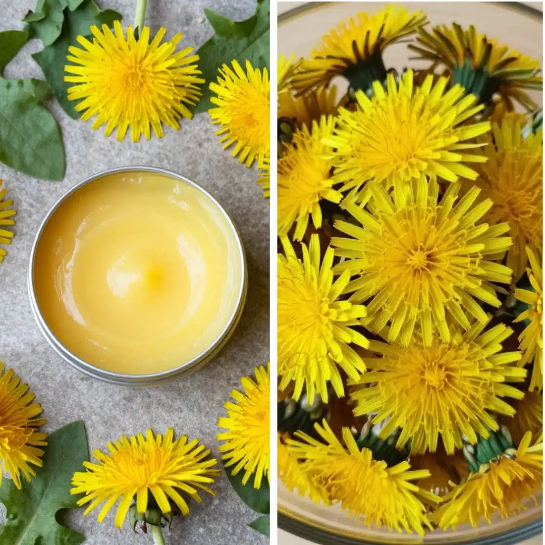 Dandelion Salve